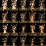 Skyrim: What will your character look like?
