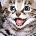 Reverb apologizes for tasteless PR stunt regarding lives of Kittens