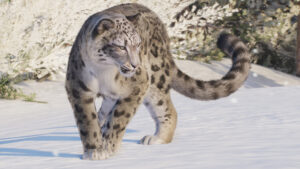 Planet Zoo 2 Drops New Look At the Adorable, Yet Regal, Snow Leopard
